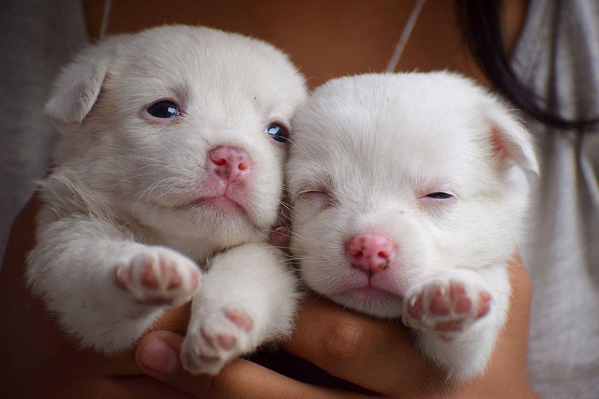 “Happiness is a warm puppy.” 
― Charles M. Schulz

#loveanimals #animallovers