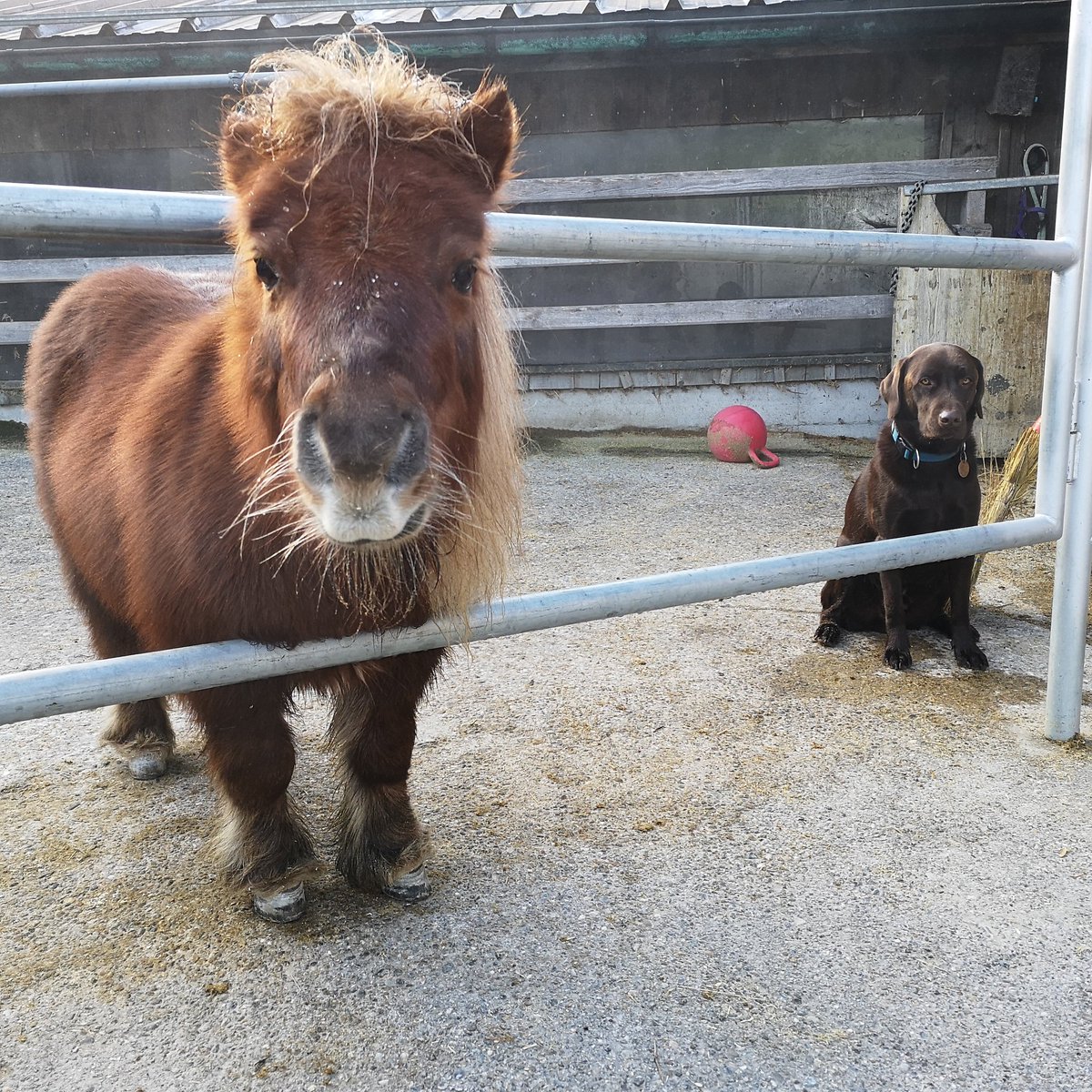 moni_hagmann's tweet photo. Tinka und Leroy 💗
#shetty #pony #horse #shetlandpony #pferd #shettypower #hund #ponylove #ponyliebe #horselove #pferdeliebe #horsephotography #love #instahorse #postagepony #horseblog #ilovemydog #abrador #photooftheday #DogLover #dogsoftwitter #Tiere #pets #dogstagram https://t.co/Yn4jjhFniA