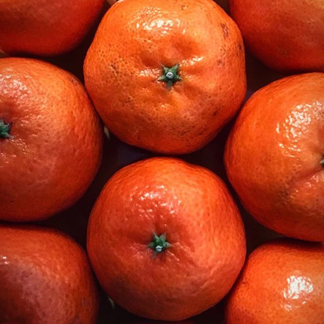 Marto_xD's tweet photo. Tangerine
.
.
.
.
 #instanaturelover #macro_freak #top_macro #fingerprintofgod #igglobalclubmacro #flowersandmacro #macroworld #macro_secrets #igbest_macros #macro_brilliance #macro_mood #macromood #macroshot #macrogardener  #iphoneography #iphoneonly #t… https://t.co/D0v9U1IADr https://t.co/kzFyNQYjPL