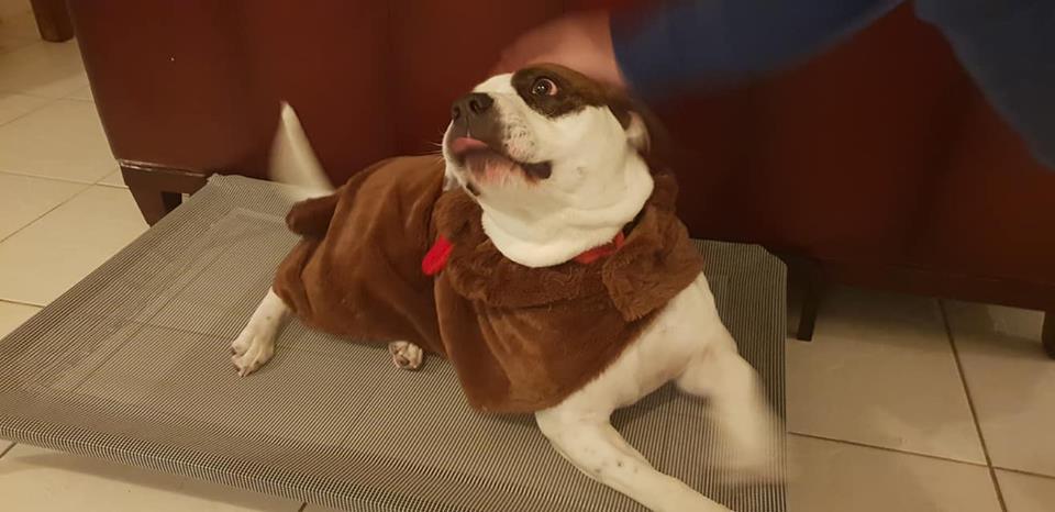 NobodyXaldyn's tweet photo. I don't know if you know, but my parents adopted a rescue, a year ago. I don't think I have posted him on Twitter before. Here is our reindeer boy, George. https://t.co/WZ14JYyLpB