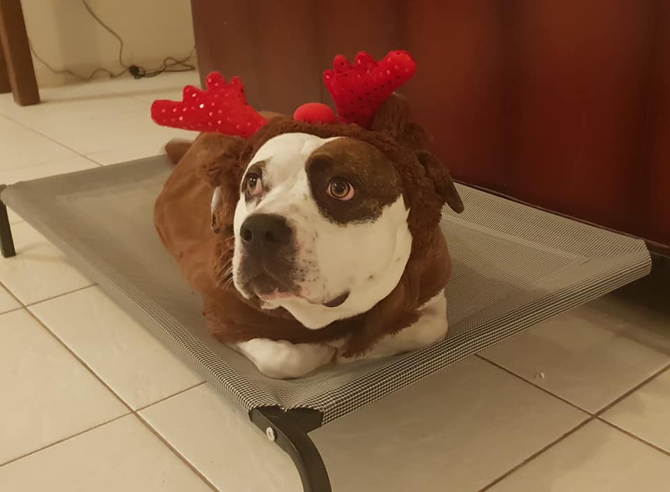 NobodyXaldyn's tweet photo. I don't know if you know, but my parents adopted a rescue, a year ago. I don't think I have posted him on Twitter before. Here is our reindeer boy, George. https://t.co/WZ14JYyLpB