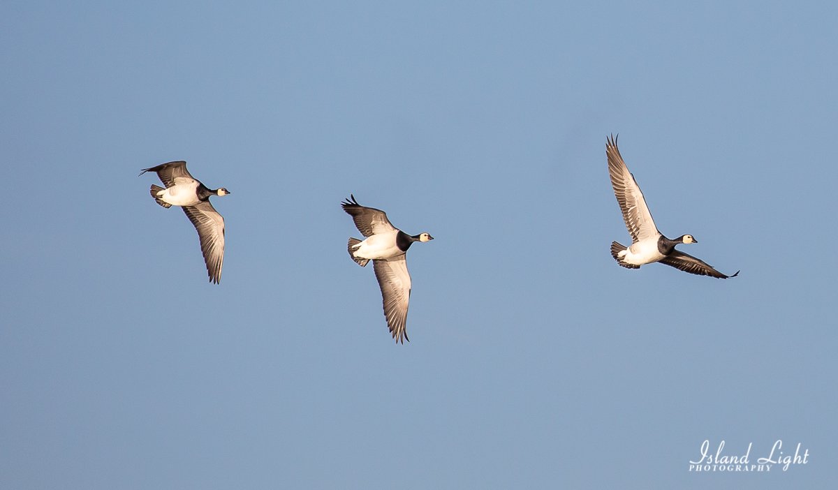 Barnacle Geese in flight near Bridgend. A cracking day on Islay :-) #wildlife #geese #birding #hebrides #scotland