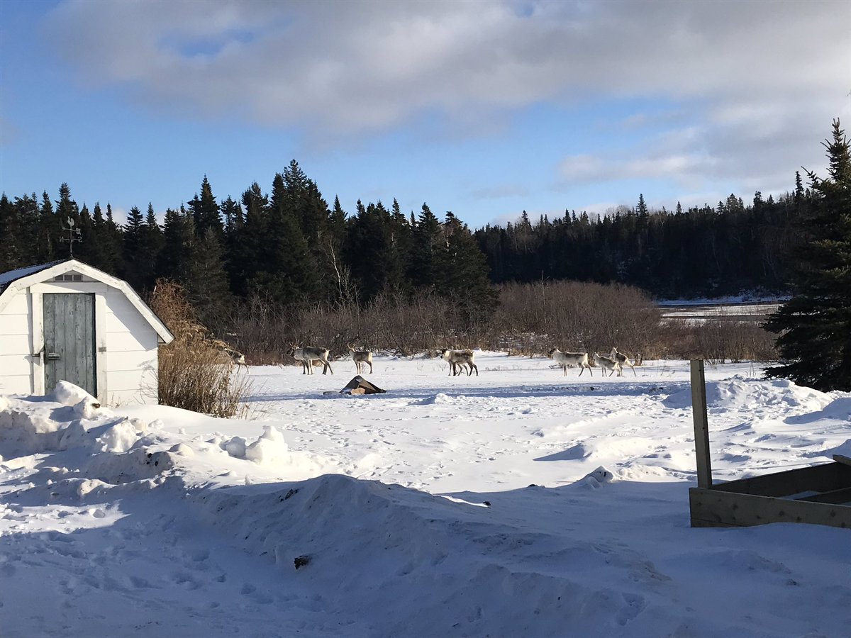 Cache172's tweet image. Caribou strolling in for a snack.