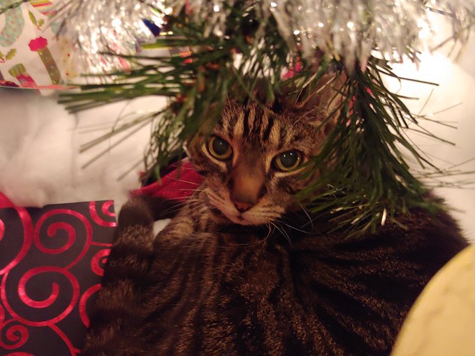 Holiday cuteness🌲 https://t.co/tL0h0JhJdT<a href="/tag/kornyyetfun"class="tags"><span>#kornyyetfun</span></a>