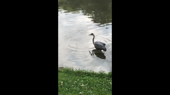 AJMagic_shop's tweet photo. Check out my video on @Newsflare - Heron catching a fish https://t.co/9Uws9LyLdR https://t.co/jFzHMq7ftf