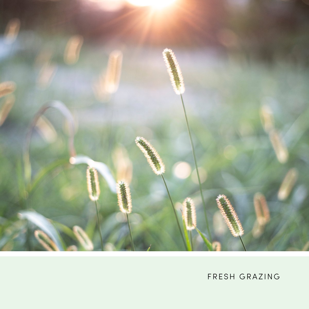 CuratorPaints's tweet photo. This pale green stirs memories of the first growth of grass on the pastures of rolling Irish landscapes. #FreshGrazing #ThisIsCurator https://t.co/XQWoiwZSma