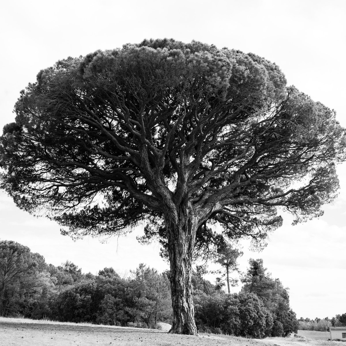 Pinea.Wine tweet media