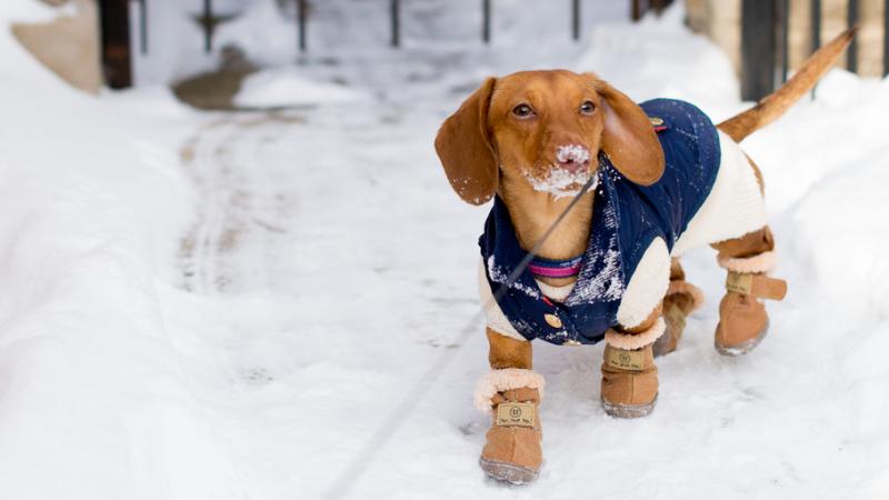 Pawsamore dog coats 2025