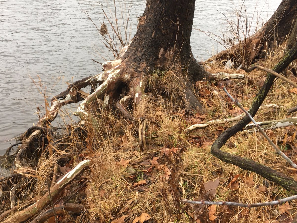 neil_dunning's tweet photo. #Sycamore trees are almost invisible in Brant and Brantford--they only grow wild on river bottom land, in sparse numbers, usually seen best at the river side from a canoe. They make a beautiful highlight to a river scape. #365Trees #BrantBrantfordTrees https://t.co/aexqWsCgpK