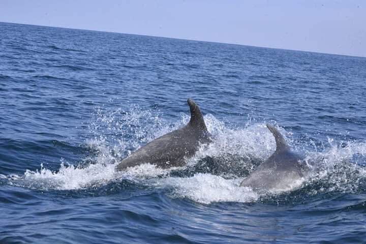 RedGeoChile's tweet image. Decenas de delfines 🦈 llegaron esta mañana a las costas de Iquique, un usuario compartió unas tomas impecables 📸