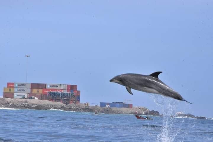 RedGeoChile's tweet image. Decenas de delfines 🦈 llegaron esta mañana a las costas de Iquique, un usuario compartió unas tomas impecables 📸
