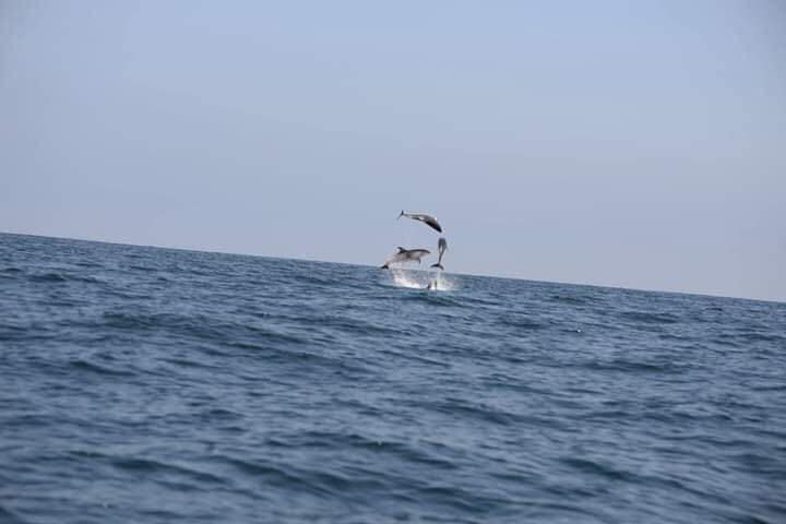 RedGeoChile's tweet image. Decenas de delfines 🦈 llegaron esta mañana a las costas de Iquique, un usuario compartió unas tomas impecables 📸