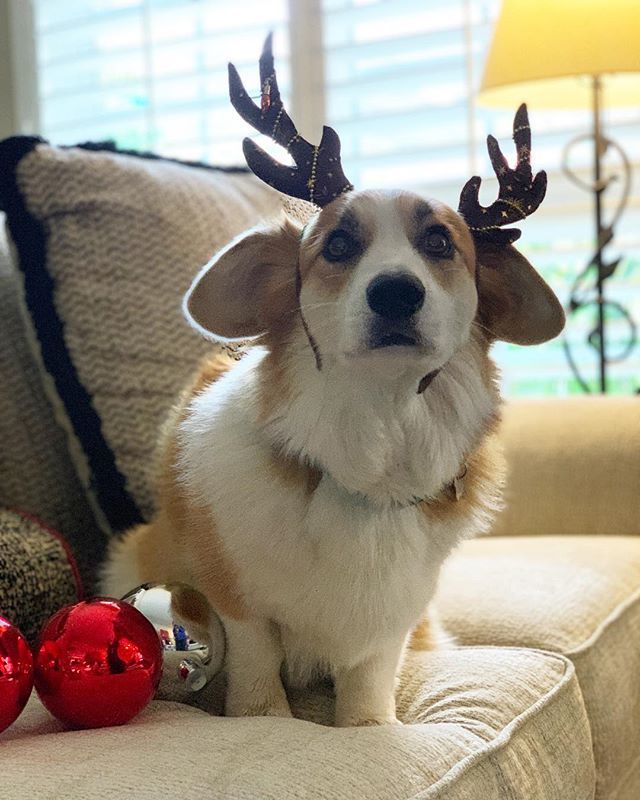 pancakescorgi's tweet image. #FBF festive photoshoot #reincorg #notintoit 🐶 🎄
.
.
.
.
.
.
#corgisofinstagram #corgi #corgination #dogsofinstagram #flashbackfriday #friday #friyay #holiday #christmasisover