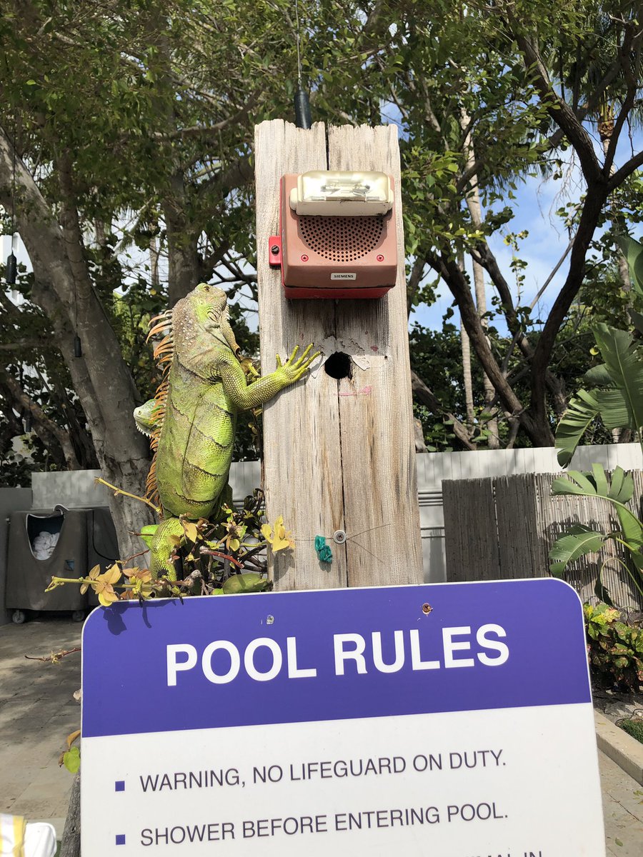 Third pool rule at <a href="/ShoreClubSoBe/">Shore Club</a> : Iguanas  may not set off fire alarm unless there is an actual fire.
