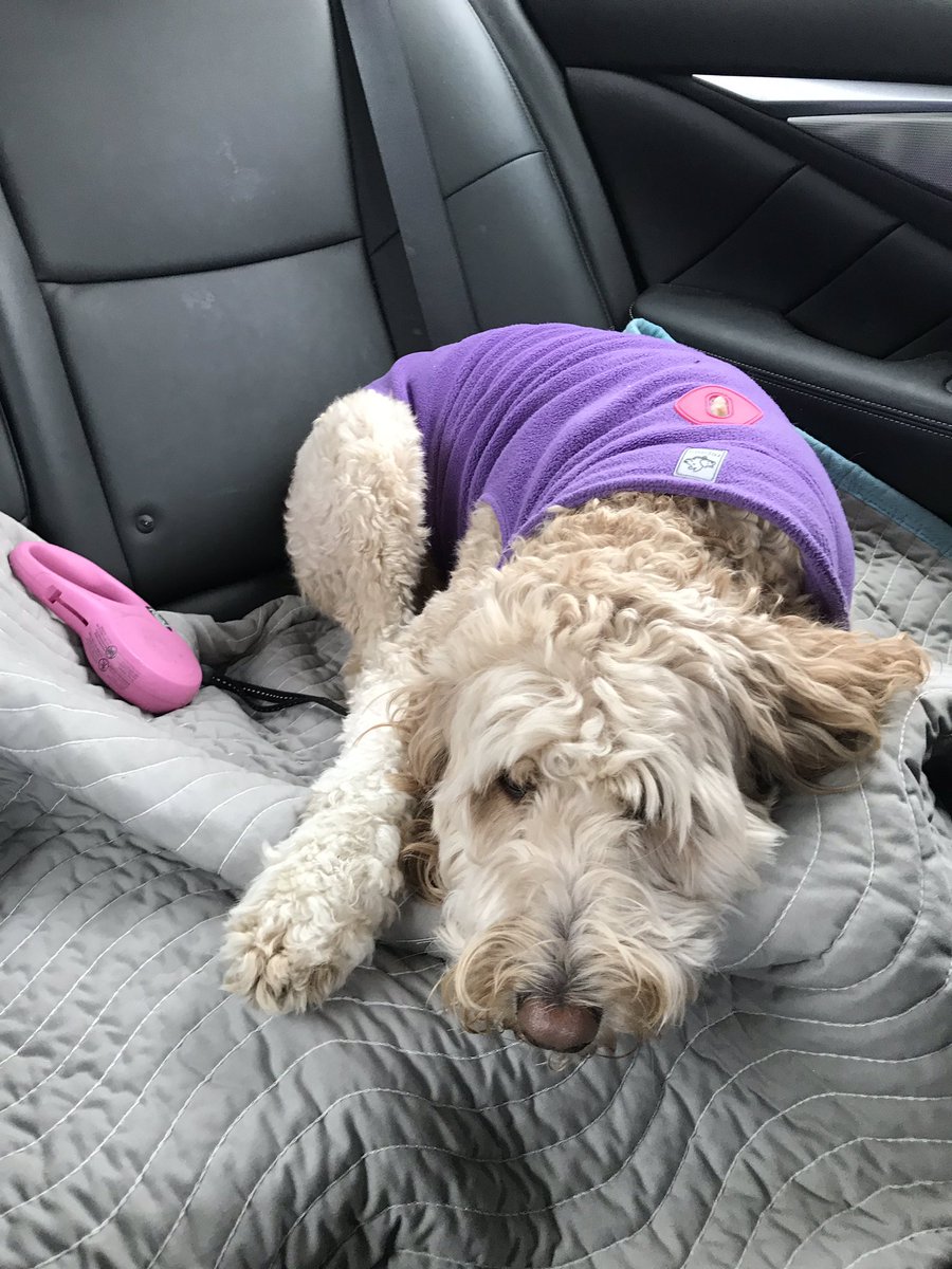 epilepsyjournal's tweet photo. Another long ride to Iowa city hospital for Hope and I. Wish me luck! 💜💫
#checkup #epilepsy #iowacityhospital #tonicclonicseizures #epilepsywarrior4life💜 #servicedog #hope #purplepower #epilepsyawareness #epileptic #carrides https://t.co/x1q2Rq5J7d