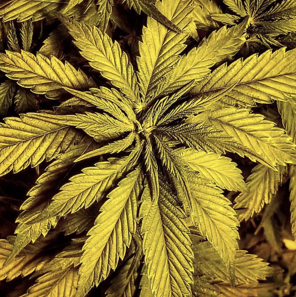 Just some of our beautiful foliage for you guys to get your eyes on 👀 #RDO #RedDirtOrganics #beautiful #organicmedicine #happyplants #oklahoma #788 #canna #cannapages