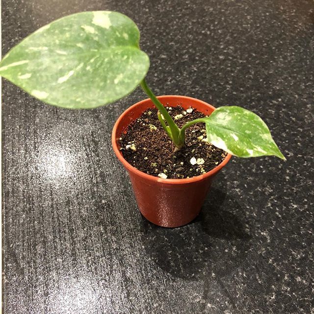 Thecynicalgardener On Twitter Monstera Deliciosa Variegata Thai Constellation Monstera Monsteradeliciosa Babyplant Foliagefriday Https T Co Pd1ydmvo3n Https T Co Nov9dnvpr6