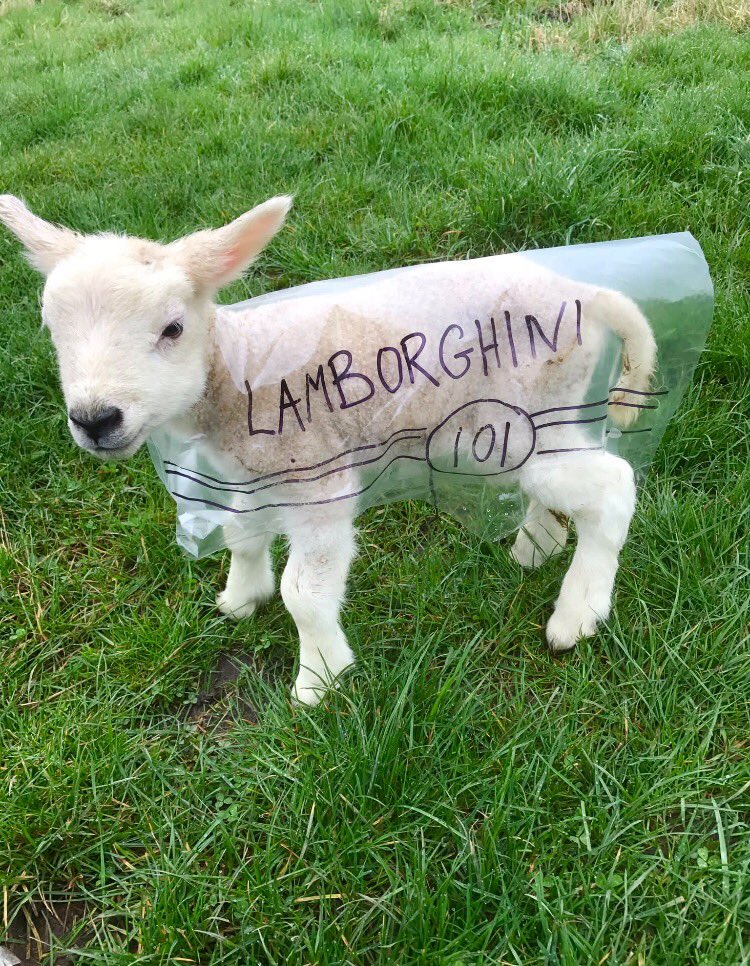 Brownsvilleted's tweet photo. Some daft snaps I've taken on the farm this year. https://t.co/pbJzEdLwiE