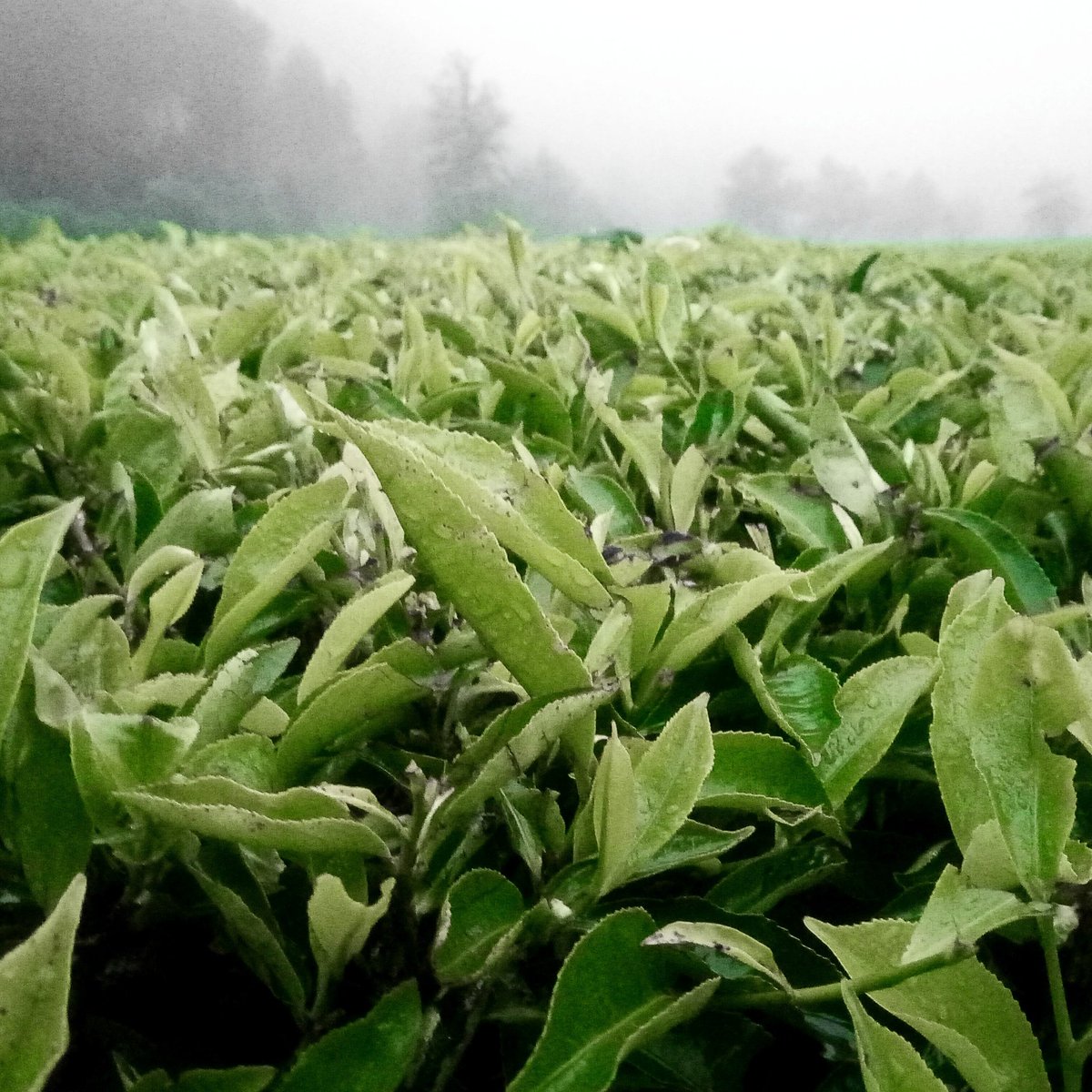 bisikbatin's tweet photo. Pennyroyal Tea 🍃
#adadisana #kelana https://t.co/PO3ktDXQMd