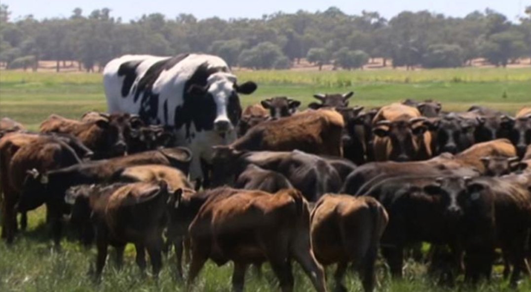 CHSCougarPuck's tweet image. After one at Aldrich:
Centennial 1, Burnsville 0
PPG from the Big Cow, Wyatt Clancy. Assists to LeMire and Forga.