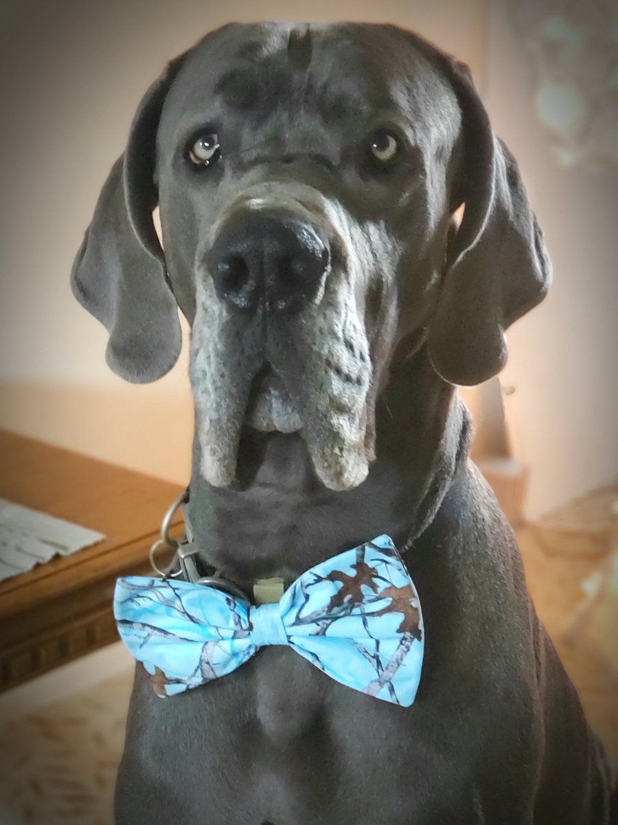 great dane bow tie