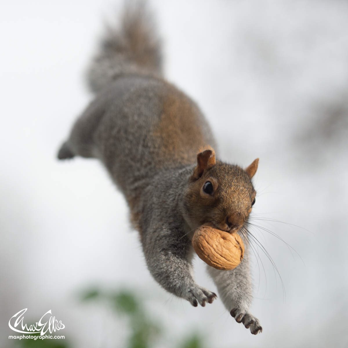 maxellis's tweet photo. Happy festering period #squirrel fans  #squirrelisimo @Ratatosk4 @SurreysWildlife @NaturalEngland @BBCEarth @AnimalPlanet https://t.co/zNJ9VDDgaZ
