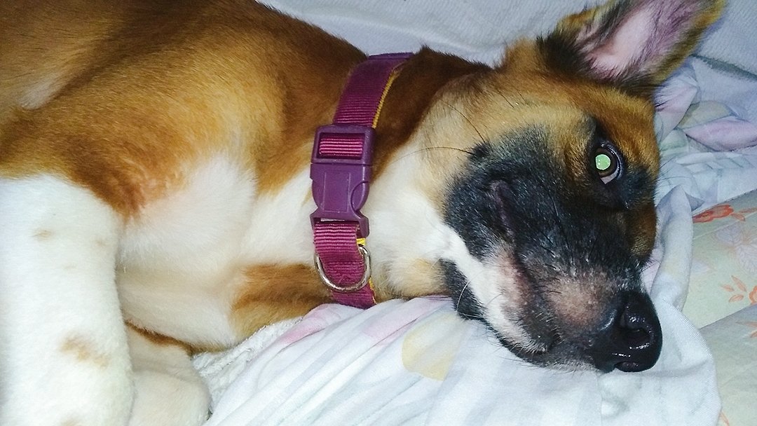 toraayfic's tweet photo. the only cuddle buddy that i want ♥ #Milo

Goodnight PH 🇵🇭 https://t.co/XEjyWEbc88