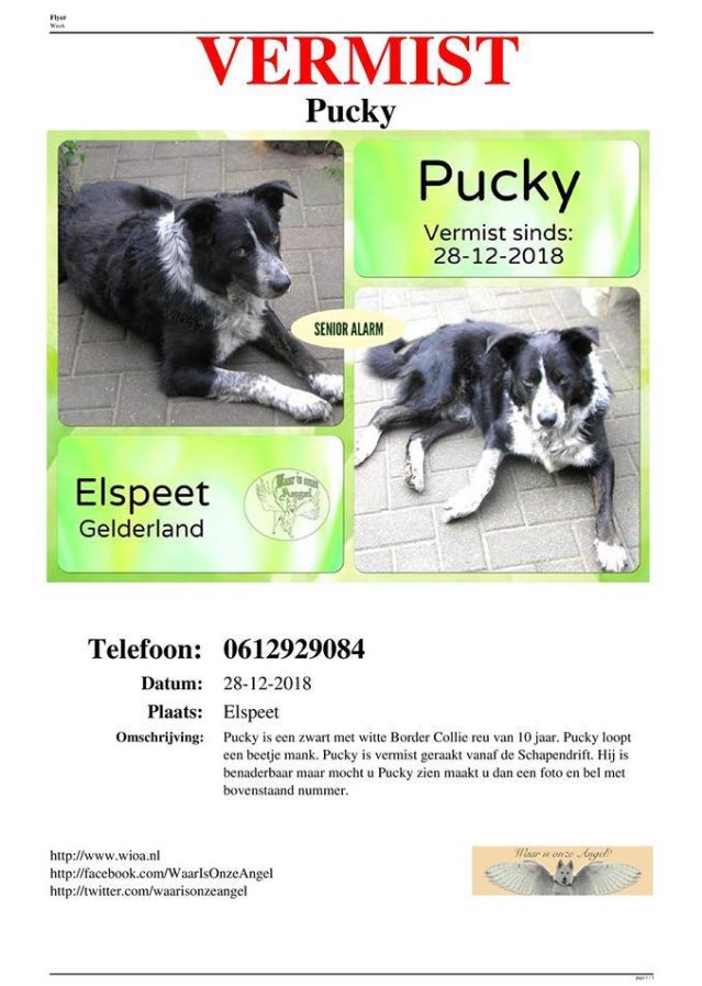 hond_is's tweet photo. Vermist Pucky #elspeet #senior #vuurwerk https://t.co/wxMslz71YT