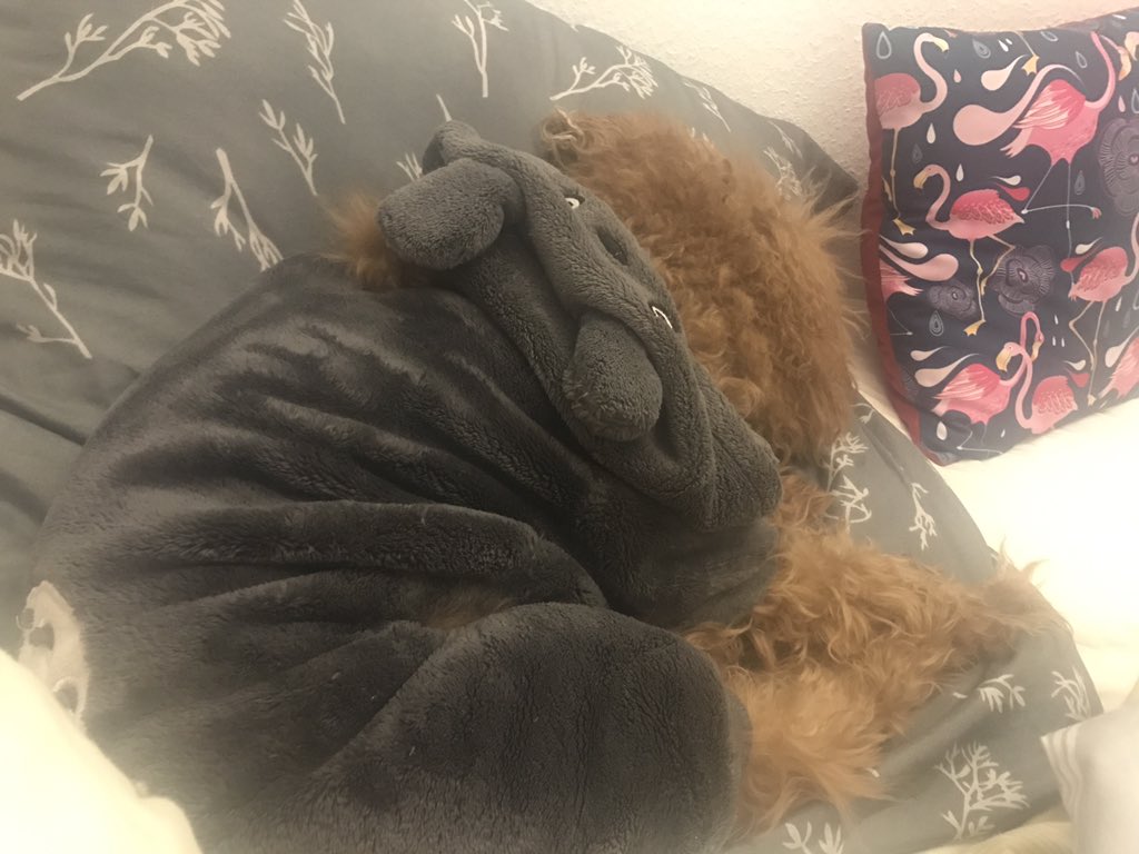 stellamallow's tweet photo. Bebi activities during winter: sleep-eat-sleep https://t.co/ZPZIR9MXRg