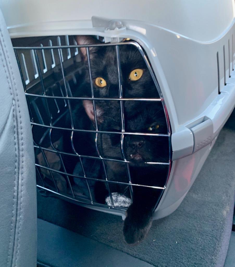Aimi_clark's tweet photo. When the cat carrier is big enough for two, but then your bro sits on you 🙈 #morkandmindy #kittens #strikeapose https://t.co/kREQsheOfB