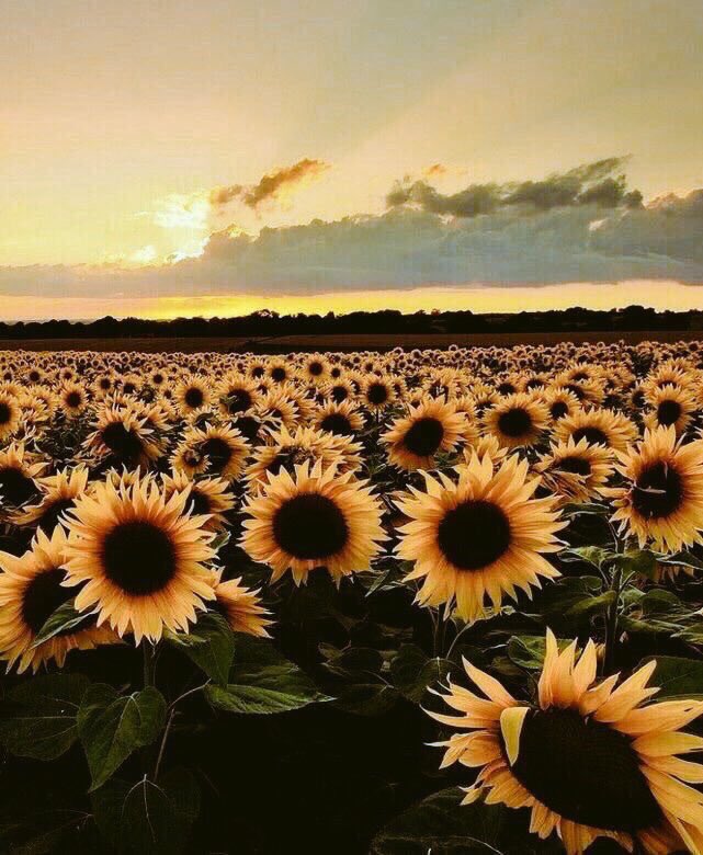 sunflowerlust's tweet photo. Sunflower Bliss🌻 https://t.co/InGaQxIwFR