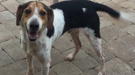 BeagleRescue's tweet photo. Ready for kisses and cuddles! Jack is a wonderful 2 y/o boy who loves people and other pups! He would love for you to adopt him. https://t.co/pkdMGOFr9g https://t.co/lNLJtkBZ7k