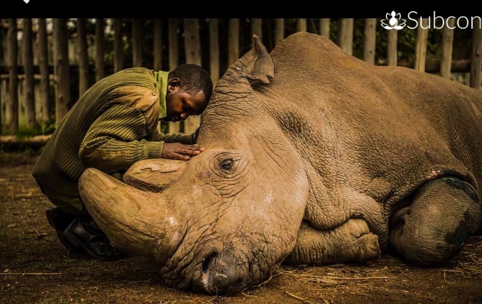 subcon_official's tweet photo. Goodbye to the very last northern white rhino. Powerful pics from 2018.
#doyourpart #saverhinos #saveanimals #subcon #trysubcon #yourcompanion #connectwithyoursubconscious #focus #body #lifestyle #subliminal #healing #control #mindhealing #powerofmind #mindpower #subconscious https://t.co/oKq3YzT8kN