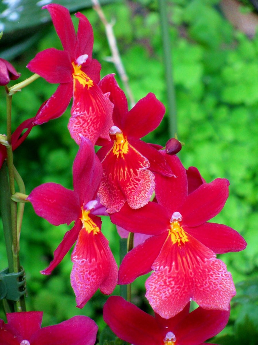 花 على تويتر 12月29日の花 オドントグロッサム 花言葉 特別の存在 蘭科オドントグロッサム属 中央 南アメリカ原産 園芸的に評価が高く広く知られている タイガー ウッズ 夢は大きく持って 自分のためにその夢を持ち続ける その夢こそが君たちを他の人