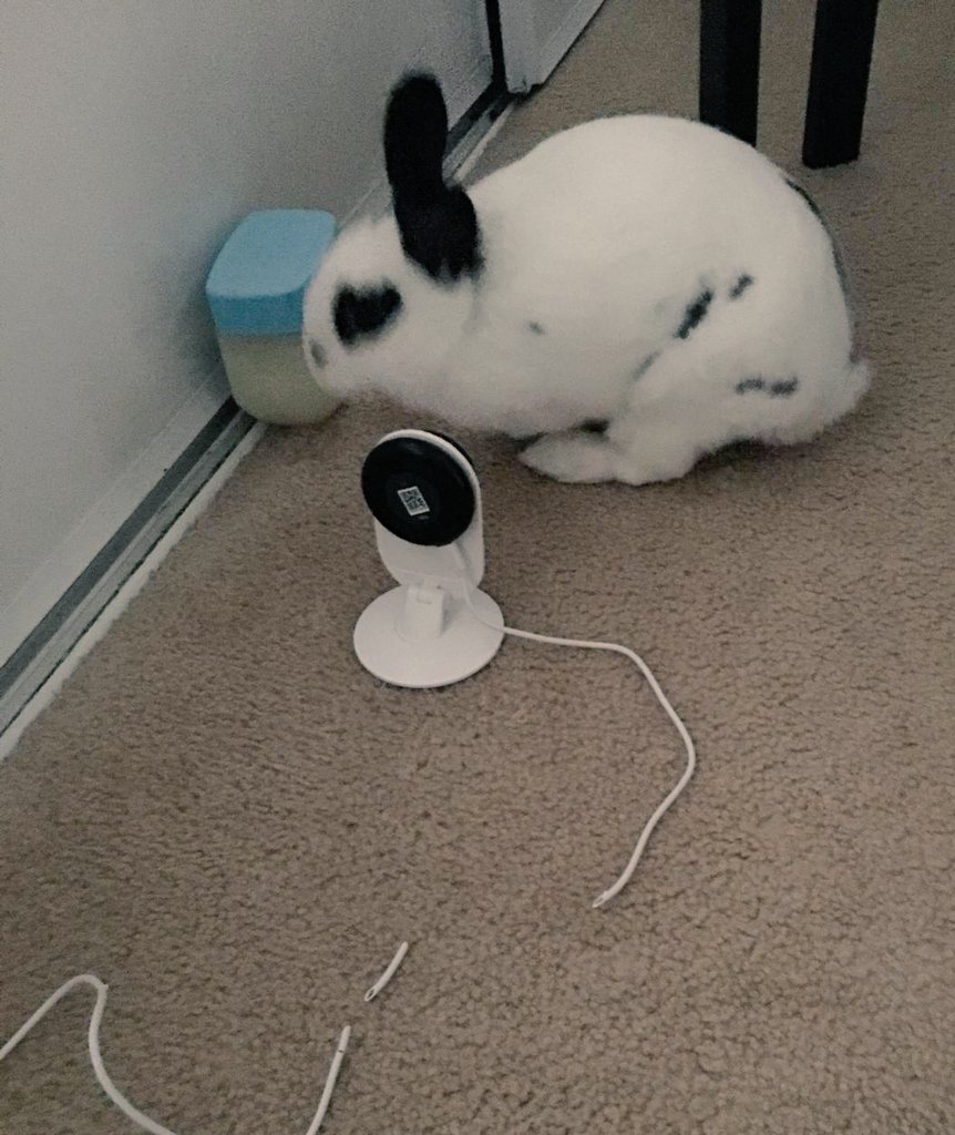 MiniAppl3's tweet image. BAD FOster BunBun! That's why I couldnt watch them in the bedroom. Well, i am finally home. Getting ready to #beta #DreamsPS4 finally! So Excited!!!!! 😍😘😘😍😘😘