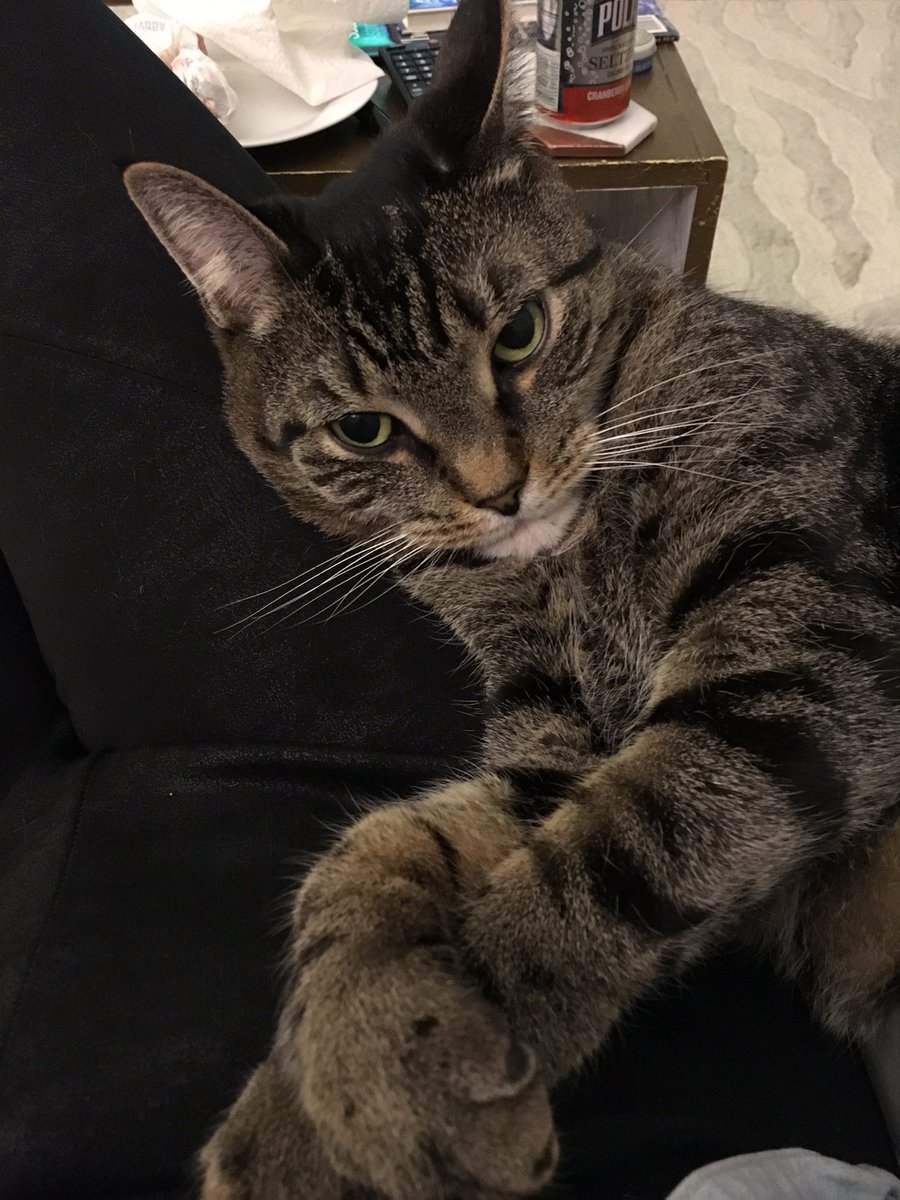 ajdewerd's tweet image. “Where should I put my laptop where the angry cats are least likely to pee on it?” —a real thought I had today before leaving the house
#catladyproblems