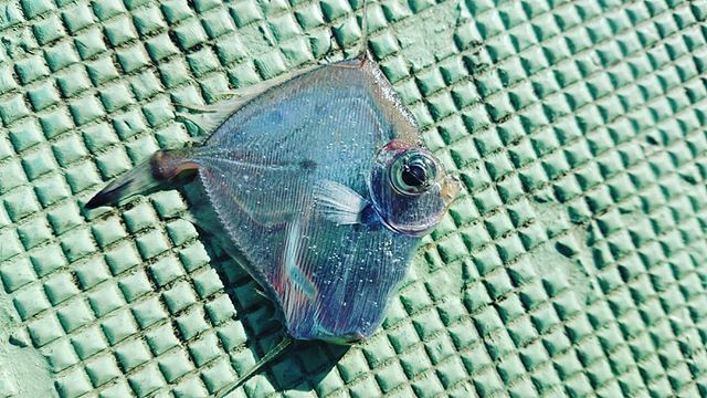 ট ইট র 海の手配師 ヒシマトウダイがキタァー ブルーコーナー 深海魚 底引き網ヒシマトウダイがキタァー ブルーコーナー 深海魚 底引き網
