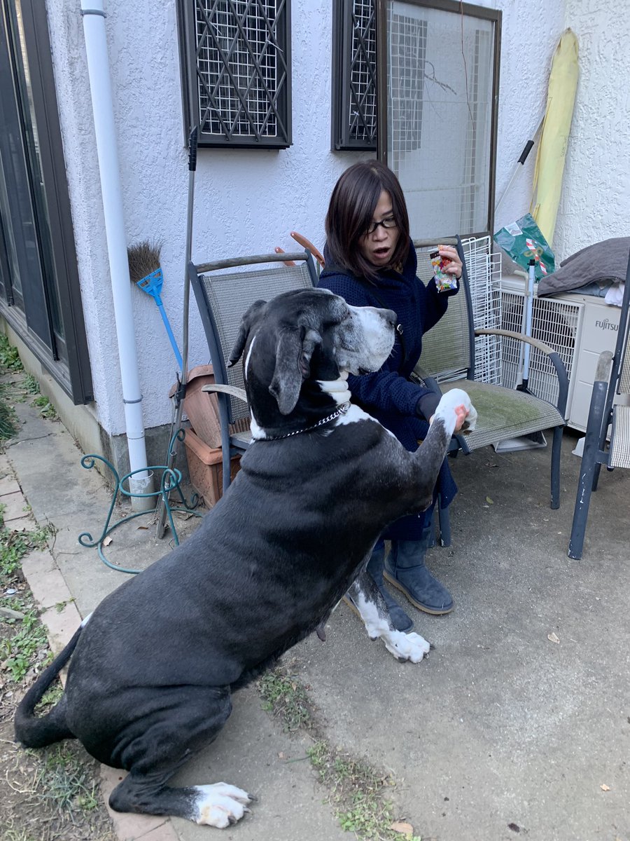 大久保佳代子 グレートデンのスーちゃん 保護犬です 可愛かった ヨダレの量 すごかった