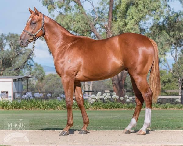 mcevoyracing's tweet photo. Sun City the dashing son of Zoustar owned by Qatar Bstock, et al. Wins the @mmsnippets B. McLachlan Group 3 at Doomben. 
He looks primed for the big one in three weeks now. 👌 https://t.co/6FmFjB63B1