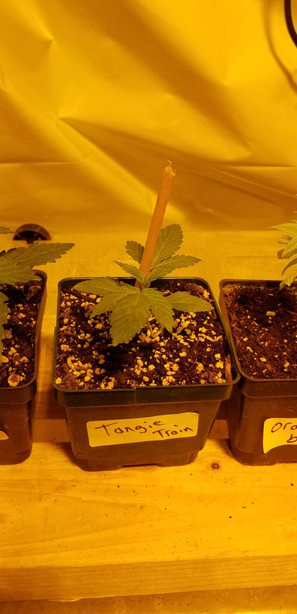 DirtOrganics's tweet photo. A few of our babies that will be mothers soon...  #RDO 
#RedDirtOrganics 
#OrangeBud
#OK788
#oklahoma 
#mmj
#onelove
#picoftheday 
#f4f
#hashtag
#mothernature
#seaofgreen https://t.co/XLXExFFWey