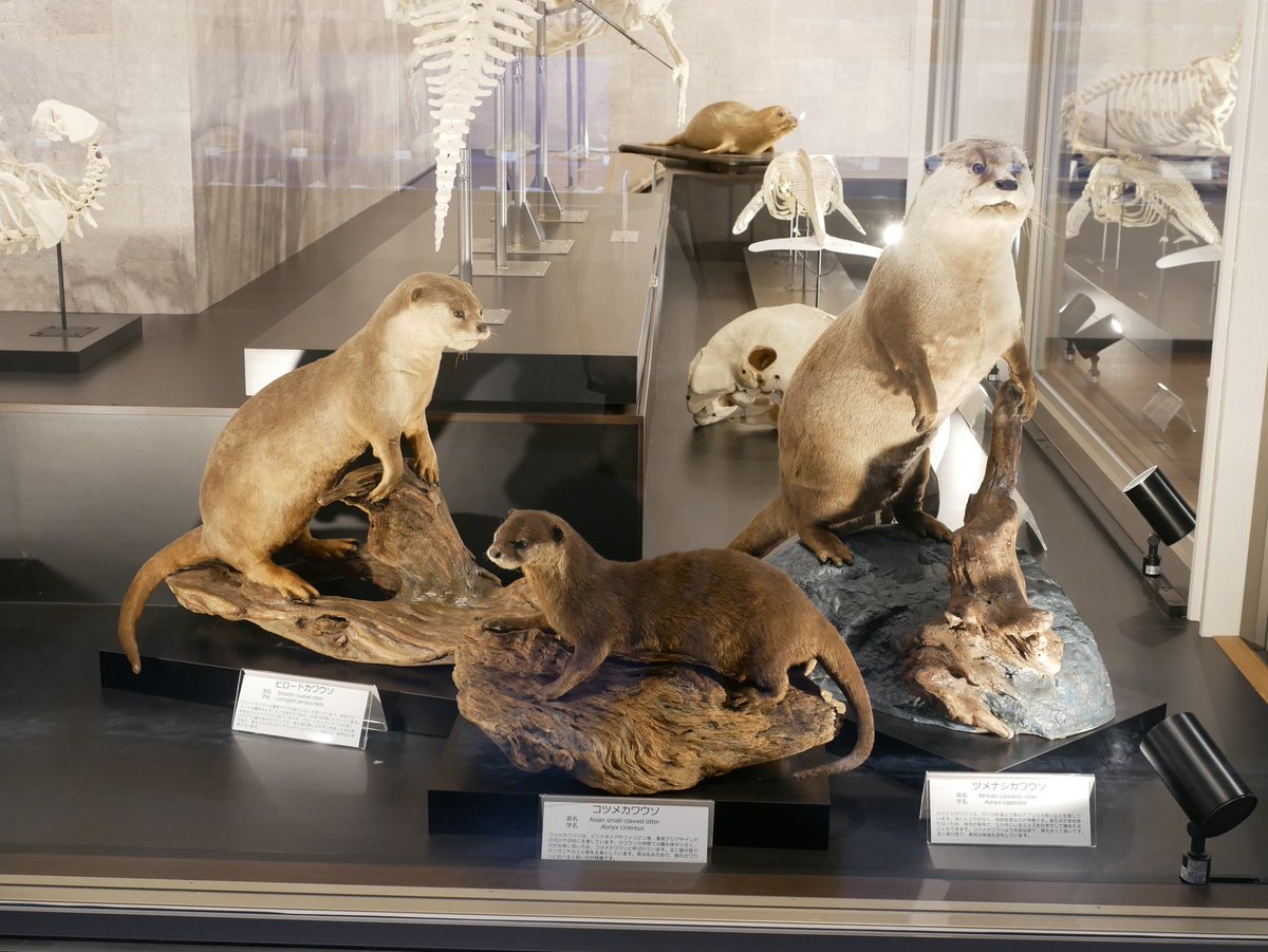 リニューアルしたので見てきました😊 ラッコの剥製・骨格標本と