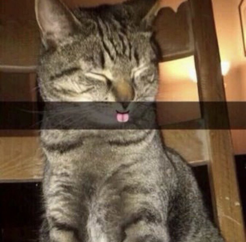 Ch3wB3cca's tweet photo. I saw this on some random girls Instagram and thought this kitty deserved a little more attention. How cute 😻😋 https://t.co/lYgyYbkkMk