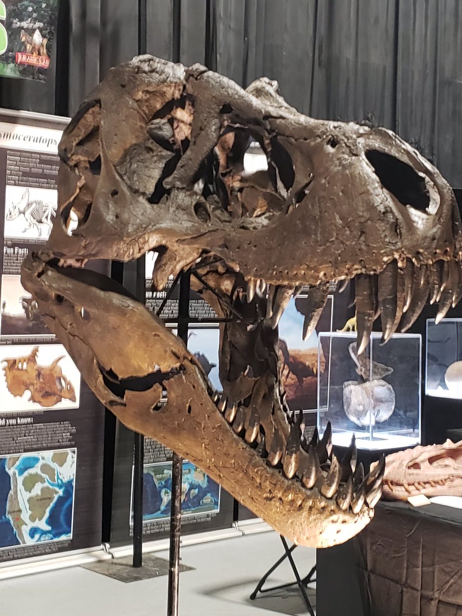 MrsPerry_MPE's tweet image. Jurassic quest! My kids loved it! #alwayseducating #perrykids