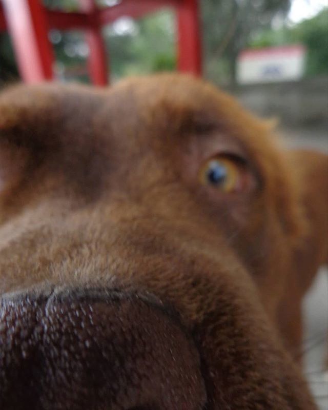 petshopposts's tweet image. Nariz de perro 😍😍😍
#perrosdemexico #doglovers #dogsnose #fotosdeperros bit.ly/2RjL4Q1