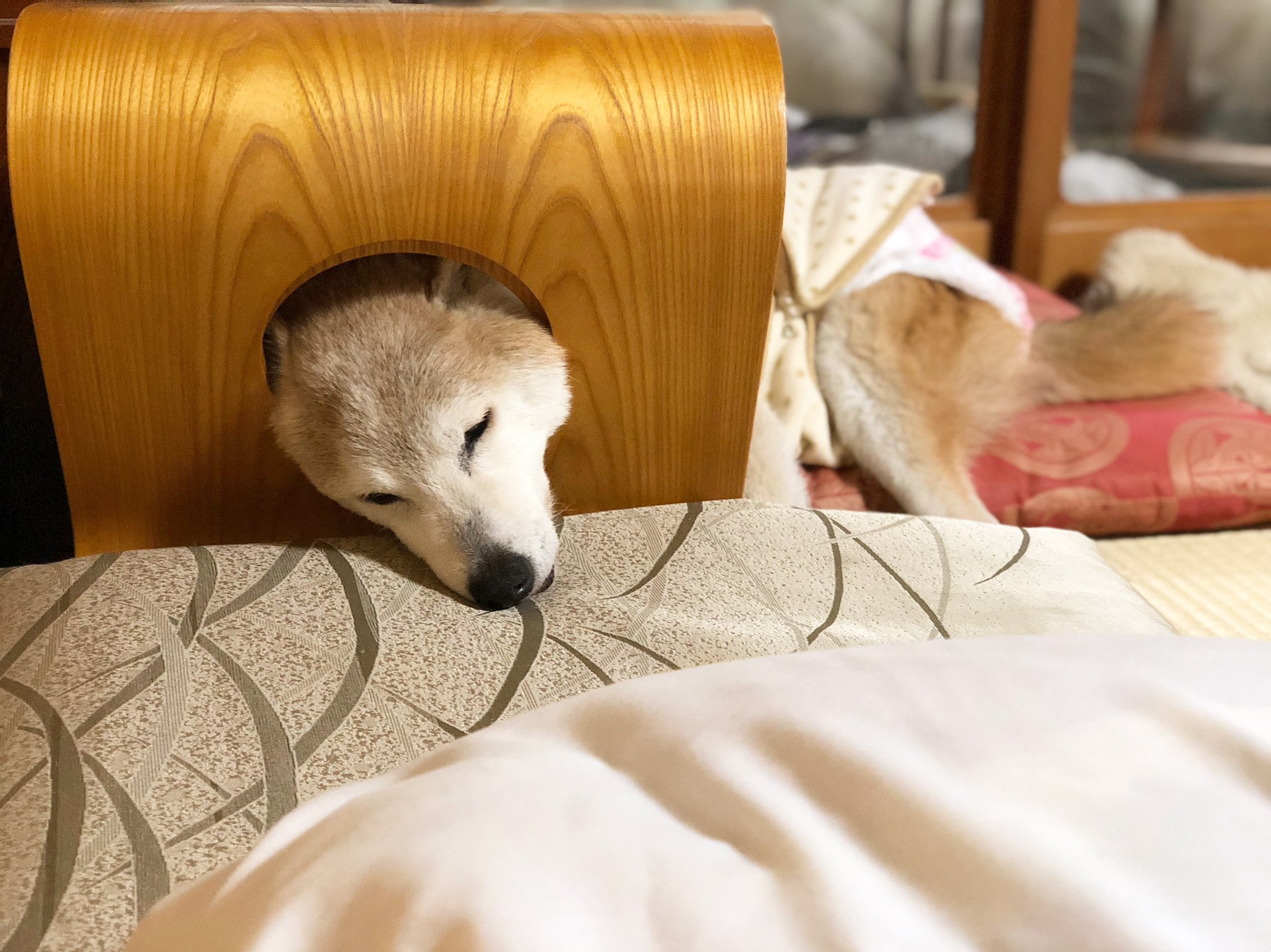 にゃう子ちょふ Anjiex 老犬 調子が悪く たまにしか洗えなかったので ベビーパウダーやドライシャンプーで カピカピをほぐしていました においもスッキリです 短毛で 尻尾部分だと ブラッシングできないから ちょっとやりにくいかもしれませんが にゃう子ちょふ Anjiex 老犬 調子が悪く たまにしか洗えなかったので ベビーパウダーやドライシャンプーで カピカピをほぐしていました においもスッキリです 短毛で 尻尾部分だと ブラッシングできないから ちょっとやりにくいかもしれませんが