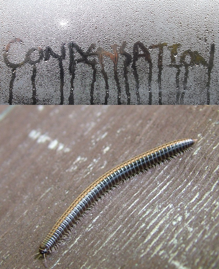 pubnames's tweet photo. The #Condensation and #Multiped https://t.co/V69w9EJatK