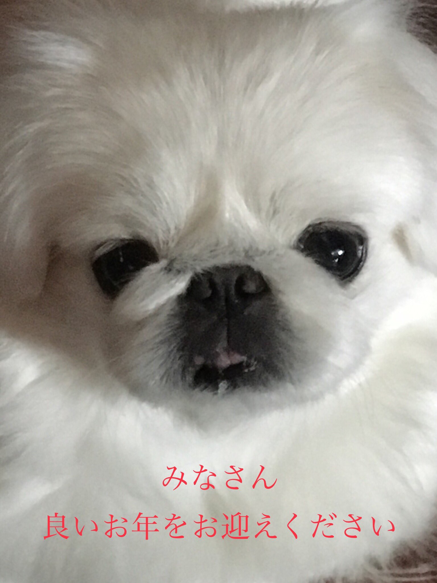 ぜったいペキニーズ マメ 今年ももうすぐ終わるね 長く生きてると色々あるけど笑って年を越しましょう ペー 生まれてまだ3年にも満ちてないのに何をわかった風な事を マメ ワンピやらライダーとか幼稚な物ばかり録画してるペーちゃんより精神