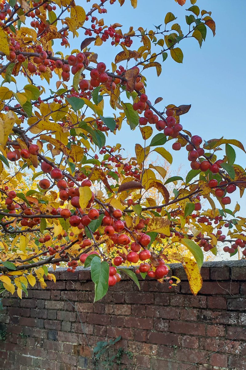 midsizegarden tweet picture