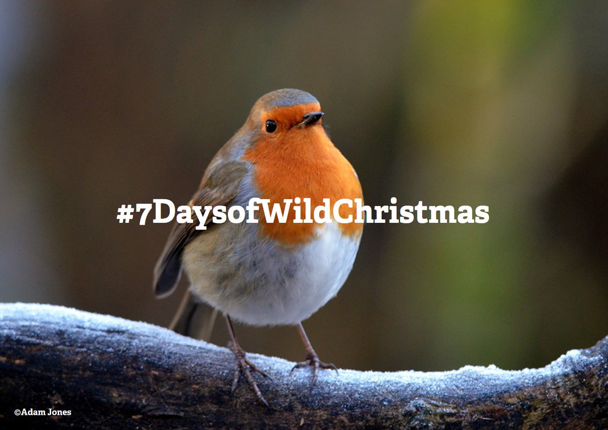 WildlifeTrusts's tweet photo. Day 5 of #7DaysofWildChristmas! For today's wild act why not give a gift to your garden birds? Here’s a guide on what to feed them: https://t.co/Z4DlGEyrim https://t.co/SLecOXUzs3