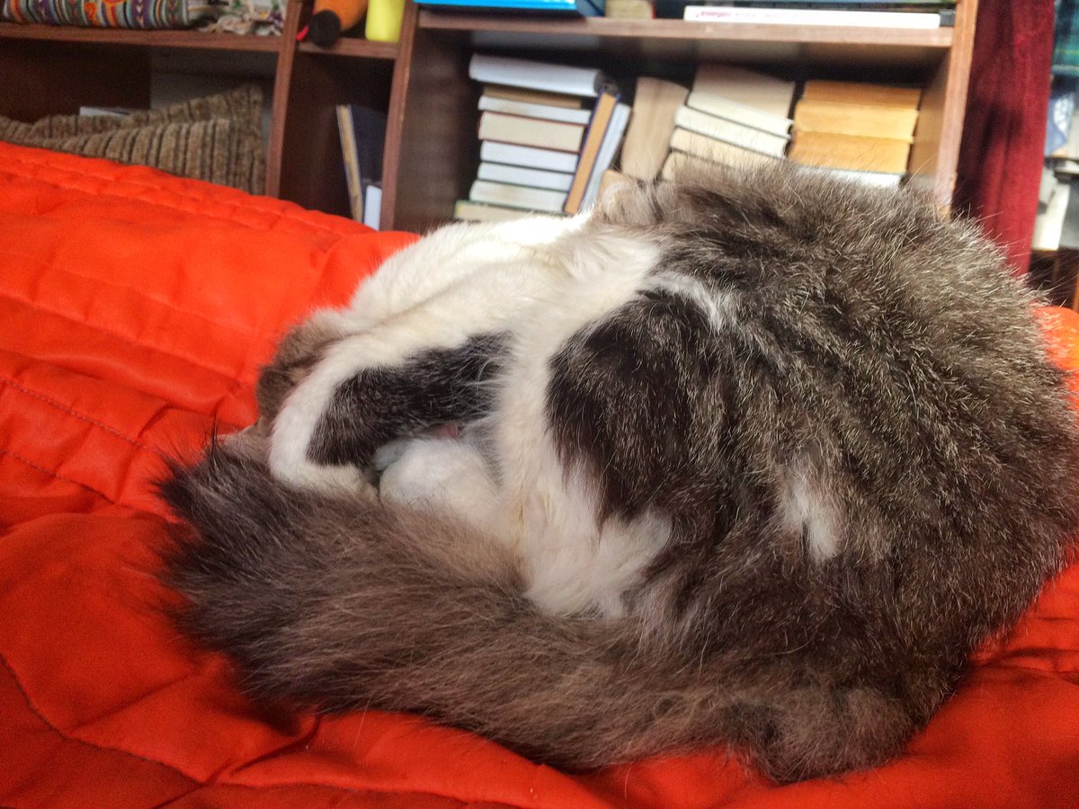 katya_chk's tweet photo. #cat #mycat #cute #кот #котэ #мойкот https://t.co/y9URDTNeD4